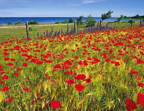 Kornfeld in Schweden