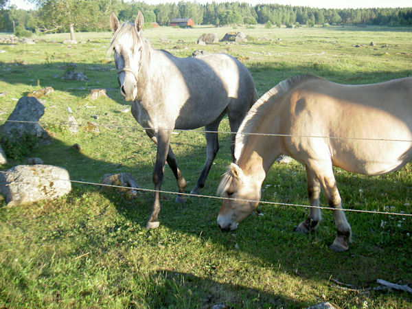 Pferde beim fressen auf der Weide in Brunnvalla