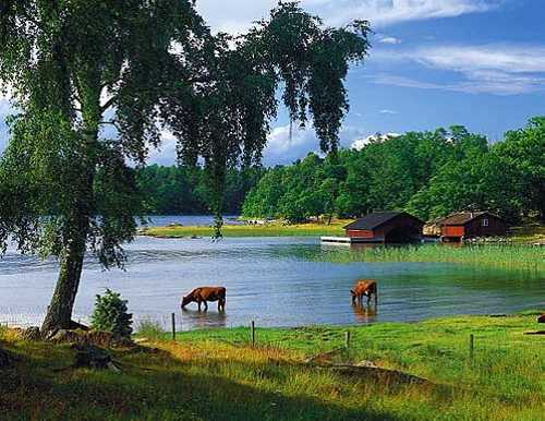 Schwedische Sommerlandschaft am Mälarensee