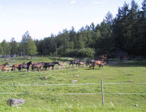 Pferdeherde  auf der Weide in Brunnvalla