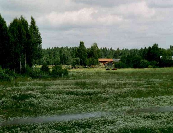 Weideland in Brunnvalla