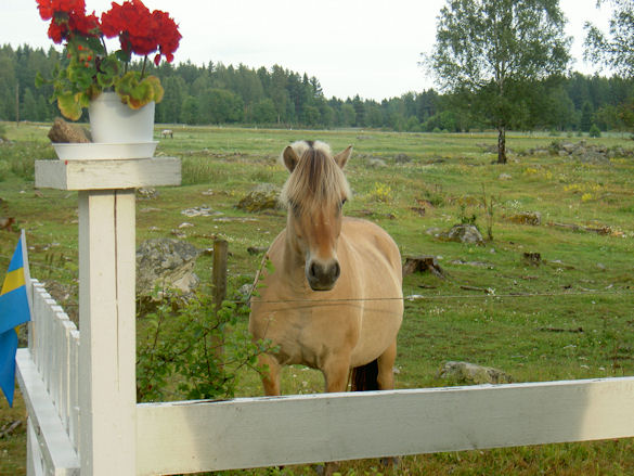Pferd wartet auf das Abendbrot