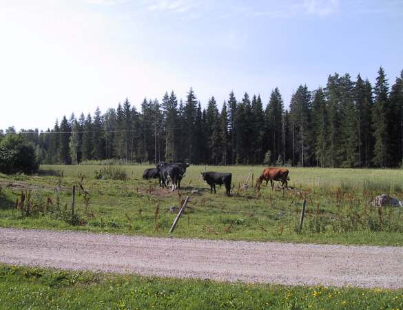 Schwedische Landschaft - Kuhweide in Dagselbo.