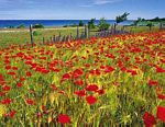 Kornfeld in Schweden - Bild anklicken um vergrssert zu sehen