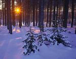 Winterwald am Neujahrsmorgen