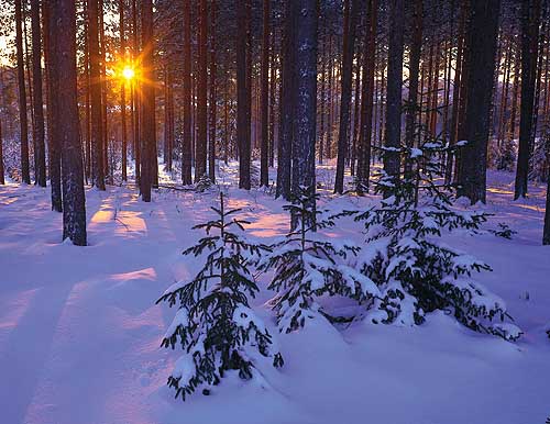 Winterwald in Schweden am Neujahrsmorgen 