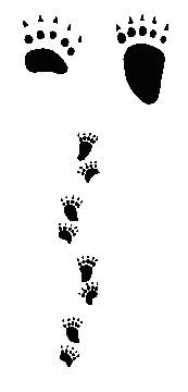Bärenspur Bärenspur