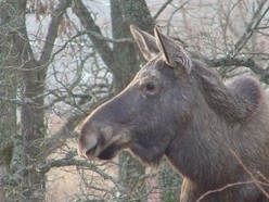 Elch Bild von Elch