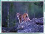Schwedischer Luchs 