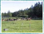Pferdeweide in Brunnvalla Schweden