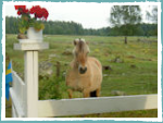 Pferd auf der Weide in Brunnvalla wartet auf das Fressen