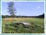 Weideland in Schweden